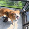 Bigola - Femmina - 7 anni (nata a Dicembre 2017) - Meticcio - Taglia: Grande - Carattere: dolce, equilibrata, socievole - Affinità: Persone, Cani (no gatti) Foto 3